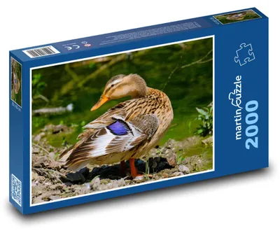 Obrázek produktu pro martinpuzzle - Puzzle 2000 - Zvíře - kačena
