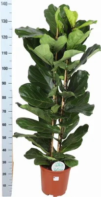 Productafbeelding van Famanu Ficus Lyrata, diameter 27 cm, hoogte 140 cm, in een grijze "Boule" pot