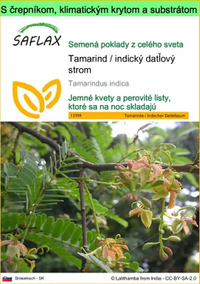 Obrázok produktu pre SAFLAX Garden to go - Tamarind / indický datľový strom - Tamarindus indica - 4 Semená - S črepníkom, klimatickým vekom a pestovateľským substrátom