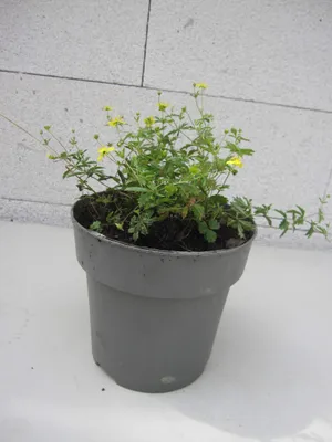 Produktbild von Blutwurz - Tormentill - Potentilla erecta