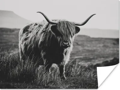 Produktbild von MuchoWow® Poster Schottische Hochlandbewohner - Natur - Kühe - Tiere - Schwarz und weiß 160x120 cm - Foto Plakat