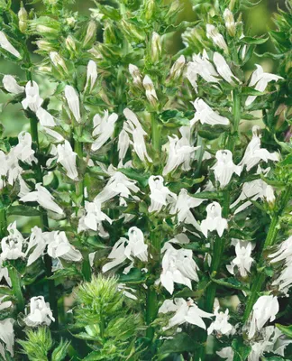 A close-up view of white flowers and green foliage of a plant.
