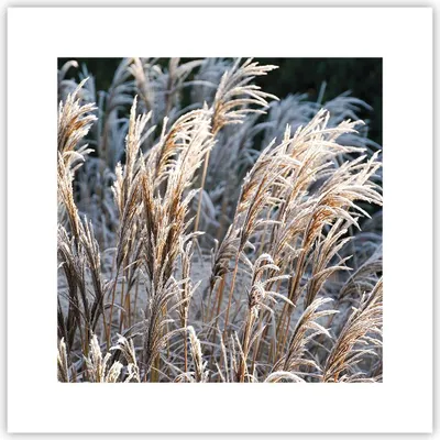 Produktbild von Poster - Poster ohne Rahmen - Stock Ähren Boho - 30x30 cm - Wand Bild - Wanddeko - Wandbilder - Kunstposter - Wandposter - Bilder - Kunstdruck - Wanddekoration - Wandbild - P2XAC30x30-4523