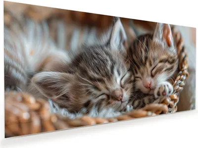 Produktbild von Glasbild 60x30cm in XXL für Wohnzimmer, Schlafzimmer Motiv Schlafende Kätzchen