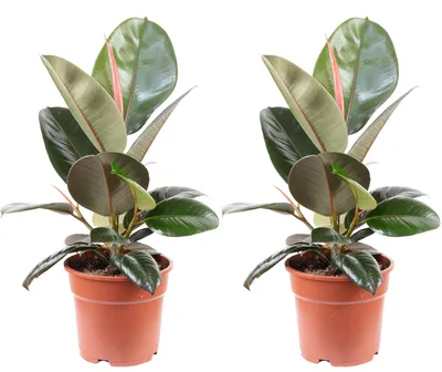 Produktbild von 2er-Set Gummibaum - Ficus elastica 'Robusta' - Höhe ca. 50 cm, Topf-Ø 17 cm