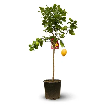 Image de Citronnier limon - citrus limon - agrume méditerranéen - arbre fruitier - ↕ 120-130 cm - ⌀ 24 cm