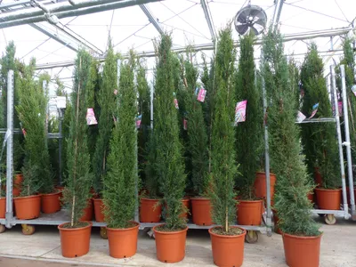 Produktbild von 10x Mittelmeerzypresse 200 cm Säulen Toskana Zypressen Zypresse Cupressus Semper
