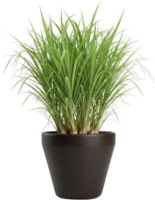 Image de HowHomely | Pot de fleurs - Jardinière - marron - L39xH35 cm - Cache-pot - Bac à fleurs - Décoratif