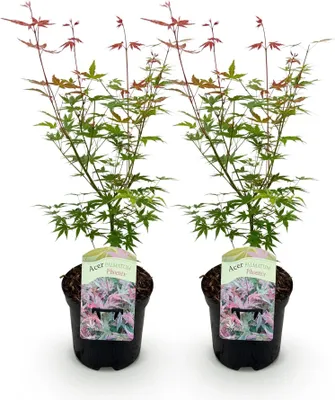 Produktbild von GreenboutiQ - Balkonpflanze - Japanischer Ahorn - Acer palmatum Phoenix - Rosa - 2 Pflanzen - Laubabwerfend - Topf 19cm Höhe 70cm