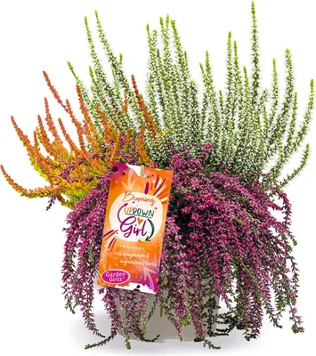 Produktbild von BALDUR Garten 1x Calluna Knospenheide 'Burning Up Down Girl®' im 13 cm-Topf, Pflanzen-Kombination aus stehenden u. hängenden Sorten in einem Topf, lange Blütezeit im Beet/Kübel, pflegeleicht, winterhart
