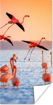 Produktbild von MuchoWow® Poster Vogel - Flamingo - Wasser - Sonnenuntergang - Rosa 60x120 cm - Wandschmuck