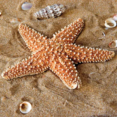 Produktbild von Seesterne Kunstdruck Bild - Seestern Und Muscheln Im Sand (40 x 40 cm)