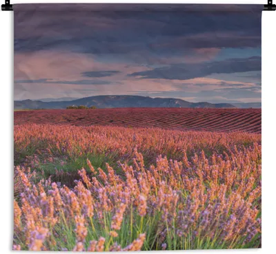 Produktbild von MuchoWow® Wandteppich Wandbehang Lavendelfeld bei einem ruhigen Sonnenuntergang 120x120 cm Tapisserie Dekoration Wandtuch - Modern - Baumwollgewebe