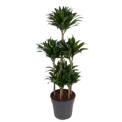 Immagine prodotto di Carrousel Dracaena Compacta - 130 Cm - Ø31