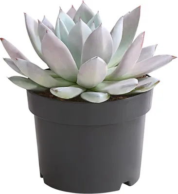 Produktbild von Dehner Echeverie Mexican Giant, Echeveria-Hybride, 15-25 cm inkl. Pflanztopf, Ø Topf 17 cm, Sukkulente