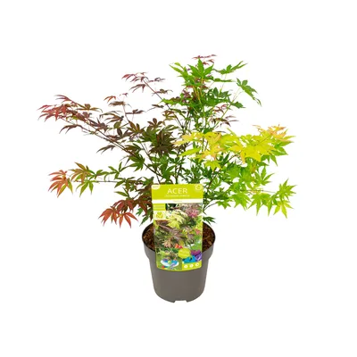 Produktbild von Bloomique - Acer Palmatum 'Festival' - Japanischer Ahorn - 3 farbige Blätter in 1 Pflanze - Gartenpflanzen - Winterhart - ⌀19 cm - 60-70 cm