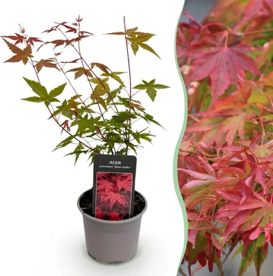 Zdjęcie produktu dla Acer palmatum Beni-maiko - Czerwony - Liściasty - Niewymagający pielęgnacji - 25-35cm - Ø12cm - Roślina ogrodowa