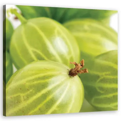 Produktbild von Leinwandbild Stachelbeere 30x30 Feeby Grün bild für die wand bereit zum aufhängen