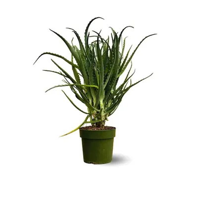 Image de Aloe arborescens - succulentes - ↕ 50-60 cm - ⌀ 17 cm - plante d'intérieur