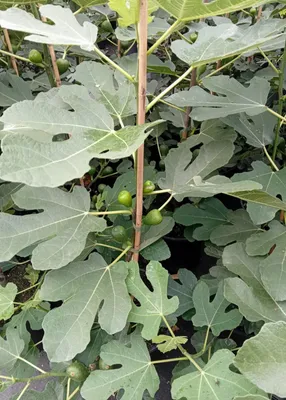 Obrázek produktu pro Ficus carica aromatický lahodný fík fíkovník 30 - 40 cm