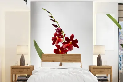 Produktbild von MuchoWow® Fototapete für Wohnzimmer oder Schlafzimmer Wandtapete Vinyl Motivtapete Rote Orchidee mit Blättern auf weißem Hintergrund - 195x260 cm - Wandbild