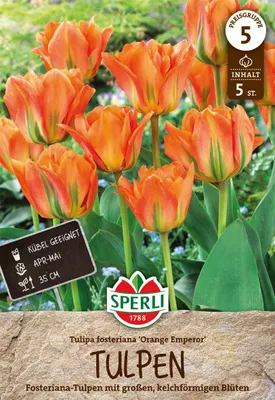 Produktbild von Fosteriana-Tulpe Orange Emperor (5 Stück) | Fosteriana-Tulpen von Sperli