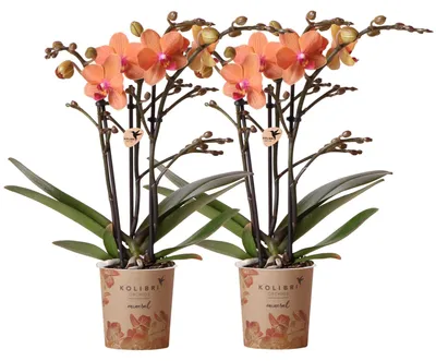Obrázek produktu pro Kolibri Orchids KOMBINOVANÁ NABÍDKA: 2 oranžové orchideje Phalaenopsis v květináčích o průměru 9 cm, kvetoucí pokojová rostlina přímo od pěstitele
