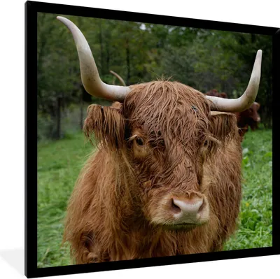Produktbild von MuchoWow® Gerahmtes Poster Schottische Highlander - Tiere - Gras 40x40 cm - Poster mit Schwarzem Bilderrahmen Wandposter Rahmen Foto Bilder - Mit Rahmen - Wanddekoration Schlafzimmer