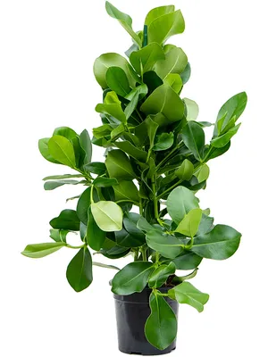 Obrázok produktu pre Gardners Clusia rosea, priemer 24 cm
