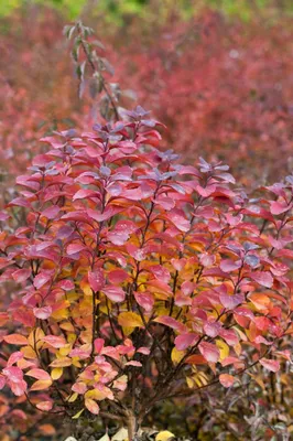 Produktbild von Spiraea betulifolia 'Tor', Birkenblättrige Spiere, weiß, 30–40 cm