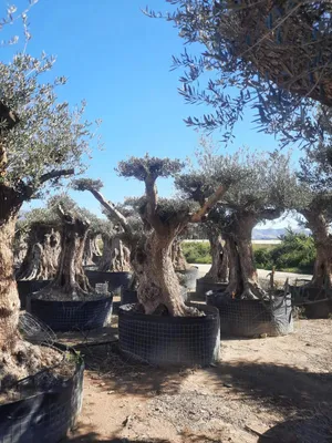 Produktbild von Olivenbaum XXL 500 Jahre Alter schöner knorriger Stamm Olea Europaea