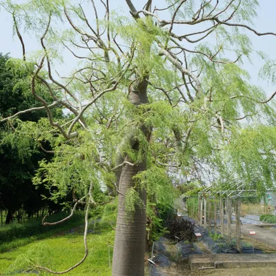 Produktbild von Madagaskar-Phantombaum (Moringa drouhardii) - 3 Samen