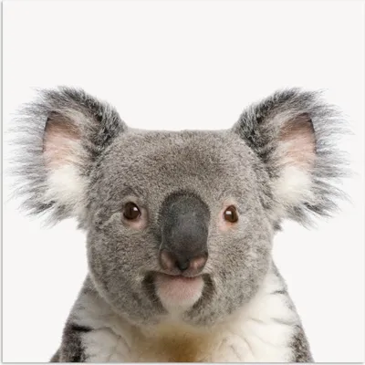 Produktbild von MuchoWow® Poster Koala - Koala Bär - Mädchen - Jungen - Tiere 75x75 cm - Wand Dekoration