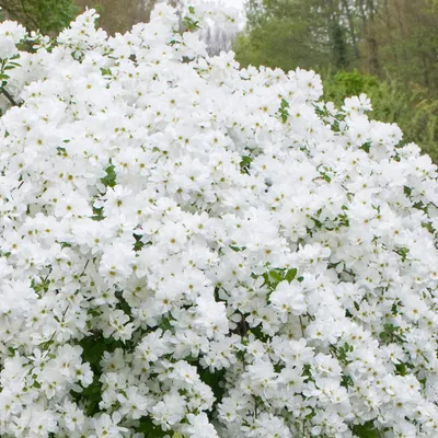 Produktbild von 2 x  Prunkspiere  - Exochorda 'The Bride'  | 50-60 cm in Container