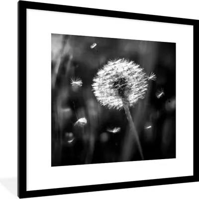 Produktbild von MuchoWow® Gerahmtes Poster Löwenzahn - Schwarz - Weiß - Pflanze 40x40 cm - Poster mit Schwarzem Bilderrahmen Wandposter Rahmen Foto Bilder - Poster - Plakat im Rahmen