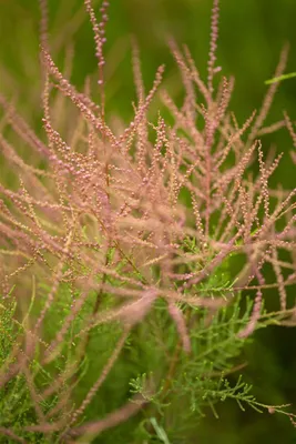 Produktbild von Tamarix ramosissima, Rosaroter Sommerflieder, 60–100 cm