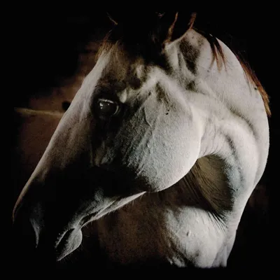 Produktbild von Brother Dege: How To Kill A Horse (Digisleeve)