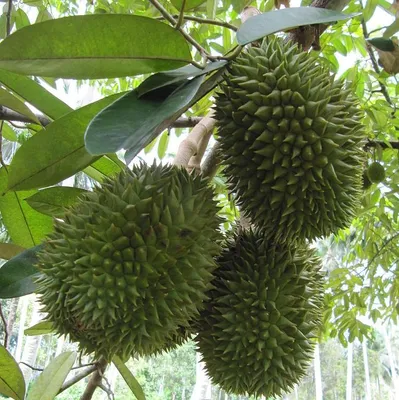 Zdjęcie produktu dla Durian (Durio zibethinus) – 1 wykiełkowane nasiono