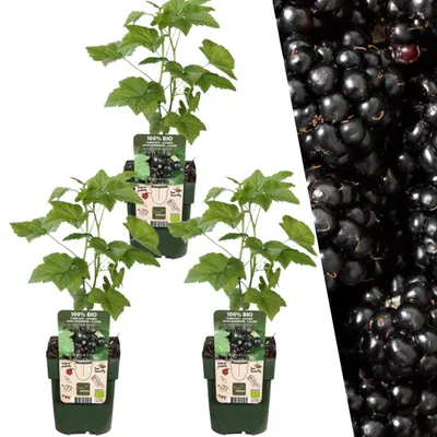 Image de Plants by Frank | 3 plants de mûriers 100 %| Rubus fruticosus | Mûrier | Verger | Potager | Plantes de jardin