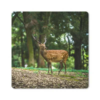 Produktbild von MuchoWow® Mauspad Mousepad Rotwild - Wald - Tier 30x30 cm - Mousepads - Maus Mat - Pad - Mausunterlage - Gaming