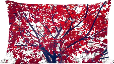 Produktbild von MuchoWow® Zierkissen Sofakissen Wohnzimmer Dekokissen 60x40 cm Ahorn - Blätter - Herbst - Natur - Kopfkissen - Polster mit Foto
