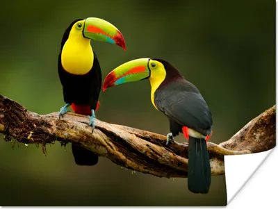 Produktbild von MuchoWow® Poster Vögel - Tukan - Zweig - Tiere - Regenbogen 120x90 cm - Wandbild