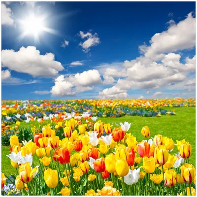Produktbild von Wallario Memoboard Magnettafel aus Glas, Größe 50 x 50 cm, Motiv Tulpenwiese unter blauem Himmel