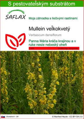 Obrázok produktu pre SAFLAX - Mullein veľkokvetý - Verbascum densiflorum - 500 Semená - S pestovateľským substrátom bez klíčkov