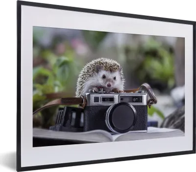 Produktbild von MuchoWow® MuchoWow® Gerahmtes Poster Igel auf einer Kamera 40x30 cm - Poster mit zchwarzem Bilderrahmen - Bilderrahmen - Poster im Rahmen