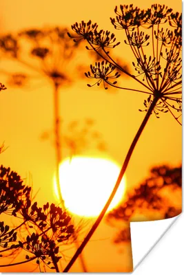 Produktbild von MuchoWow® Poster Pflanzen - Blumen - Sonnenuntergang - Orange 80x120 cm - Papierdruck