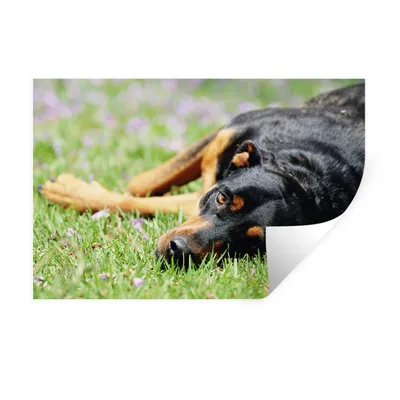 Produktbild von MuchoWow® Wandtattoo Wandsticker Wandaufkleber Ein Rottweiler liegt im Gras 90x60 cm Selbstklebend und Repositionierbar - Aufkleber