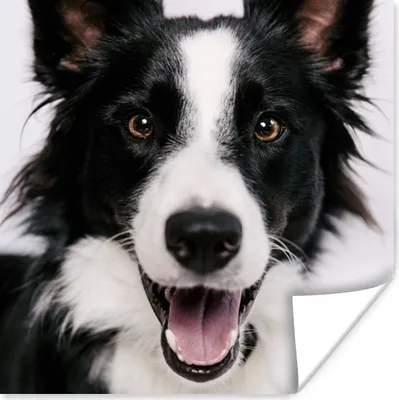 Produktbild von MuchoWow® Poster Fröhlicher Border Collie 50x50 cm - Wohnzimmerdekoration