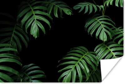 Produktbild von MuchoWow® Poster Dschungel - Pflanzen - Monstera - Jungen - Mädchen - Kinder 60x40 cm - Schlafzimmerdekoration