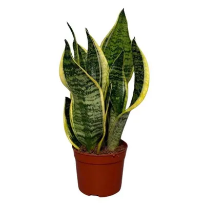 Produktbild von Bogenhanf Sansevieria trifasciata Laurentii 45cm